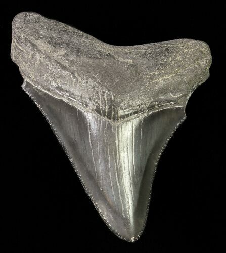 Juvenile Megalodon Tooth - Serrated Blade #61805